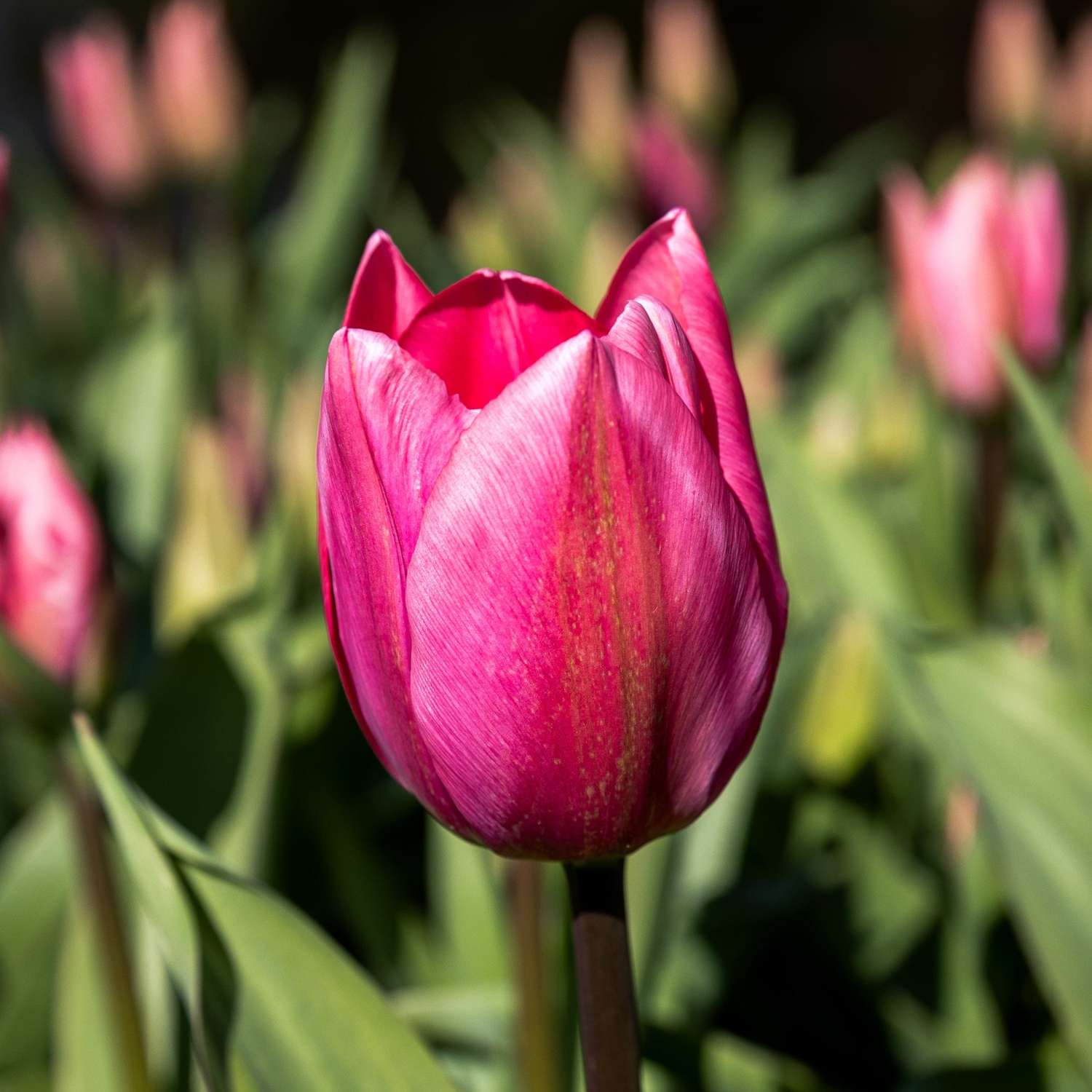 Tulppaani 'Big Love'